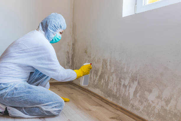Licensed Basement Mold Removal service in Milton, PA - WQB Mold Removal