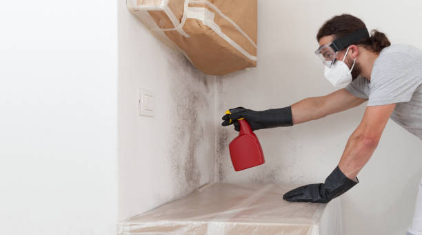 Professional Basement Mold Removal technician working in Milton, PA